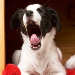 Important Tips For Boarding Your Cat Or Dog
